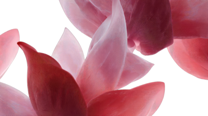 Close-up of delicate pink flower petals