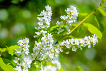 Bird cherry branches in the garden in spring

