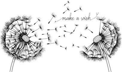 Obraz premium two dandelions, dandelion seeds, black and white, make a wish
