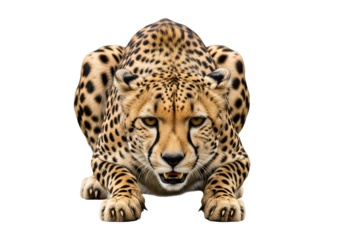 A focused, close-up portrait of a cheetah, showcasing its powerful stance and intricate spotted coat against a stark black background.