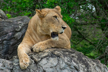 Panting Lioness on Rocks. A striking side portrait of a lioness with her mouth slightly open, panting, as she rests on a large rock with a lush green backdrop.