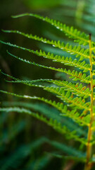 Autumn season in the Landes of Gascogne forest