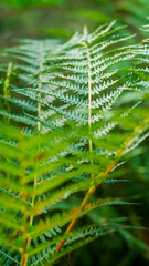 Fototapeta premium Autumn season in the Landes of Gascogne forest