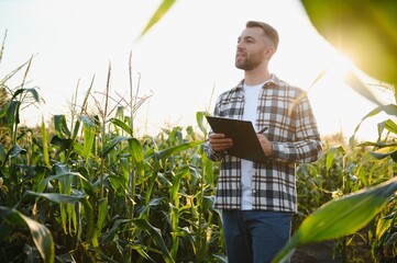Happy farmer is standing in his growing corn field and examining crops