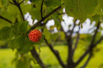 Ripe fruit (berry) on a tree branch with leaves. Kizil Blooming, also known as Japanese or Chinese Kizil