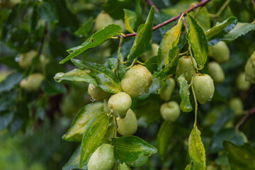 Chinese date, also known as red date fruit or jujube. A tree with unripe green fruits ready to ripen.