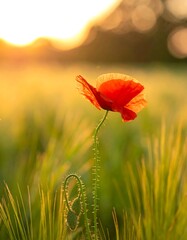 Obraz premium Single poppy at sunset in a field