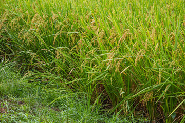 Live ripe rice harvest (rice bushes with grass) on the green rice field in the village