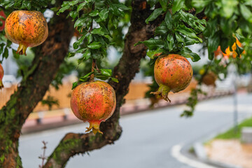 Ripe juicy pomegranates on a tree