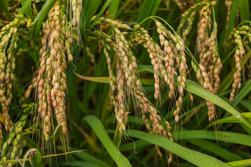 Unprocessed rice seeds close -up in a bright rice field, on rice plantation. Horizontal photo