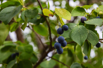 Blackthorn or spinosa berries on a branch. Ripe blue (purple) fruits on a blackberry tree.