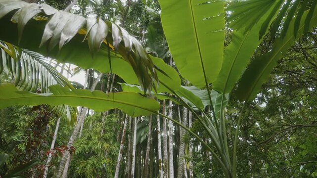 vibrant, low angle shot capturing the dense, verdant canopy of a tropical botanical garden in Hawaii, featuring large, striking leaves of plants like banana or Traveler's Palm against a backdrop of to
