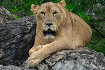 Lioness Resting on Rocks. A direct, eye-level shot of a powerful lioness with a commanding gaze, lying relaxed yet alert on a rocky perch in its natural habitat.