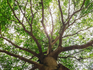 A view of the trunk of a large tree, from the bottom to the green leaves of a large tree in a tropical forest with sunlight. A fresh environment in the garden. Green plants provide oxygen in the summe