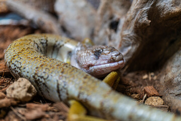 モモジタトカゲのアップ