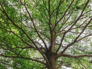 Fototapeta premium A view of the trunk of a large tree, from the bottom to the green leaves of a large tree in a tropical forest with sunlight. A fresh environment in the garden. Green plants provide oxygen in the summe