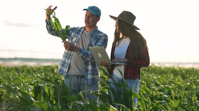 Inspecting corn field with laptop farmer man and woman examine crop and plant wearing hat use laptop to record agriculture data during inspection among green corn plant under soft evening light
