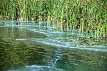 Polluted wetland shows the devastating impact of wastewater and environmental harm in nature.
