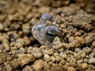 ナンブヒキガエル