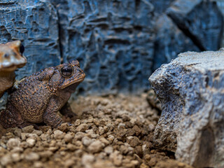 ナンブヒキガエル