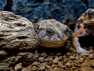 ナンブヒキガエル