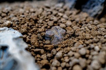 ナンブヒキガエル