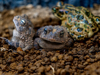 ナンブヒキガエル