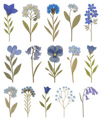 Vintage botanical blue flowers illustration.