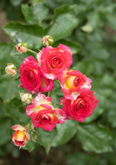 Hybrid Tea Rose (Grandiflora & Climbing Grandiflora), selective focus