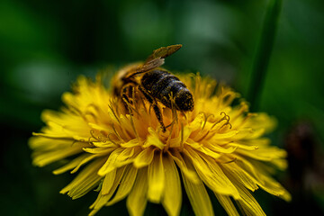 Bee on yellow dandelion in natural environment
Bee collecting pollen on a yellow dandelion in a natural environment with detailed features.

