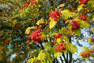Sorbus aucuparia, red rowan berries at autumn