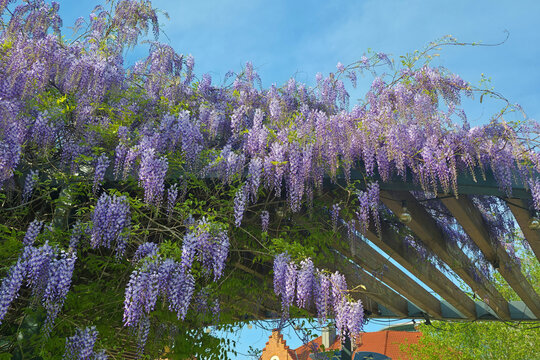 Tree of Wisteria sinensis, Chinese wisteria