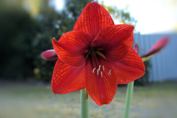 lily in full bloom during spring
