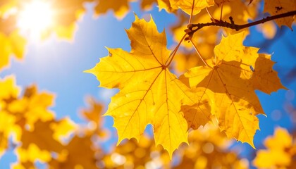 Vibrant autumn leaves against a vibrant sky