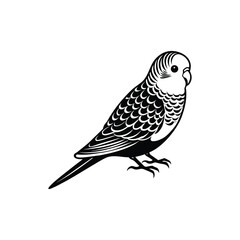 Charming Budgerigar Bird Illustration