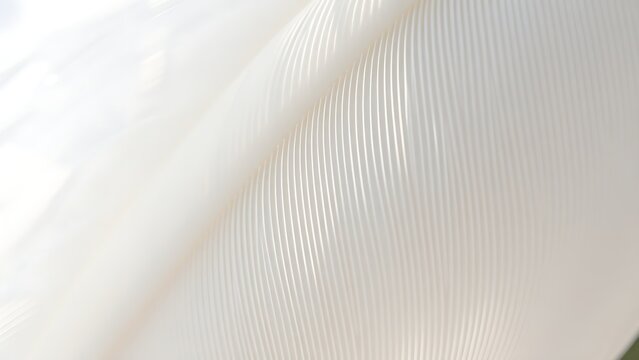 Delicate white feather showcasing intricate textures under natural sunlight.
