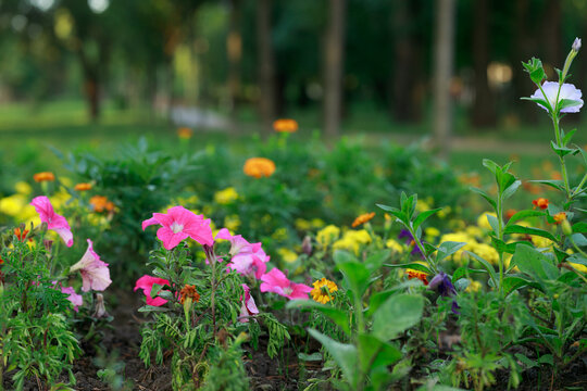 spring blossom flower bed April plants garden with park blurred natural background view