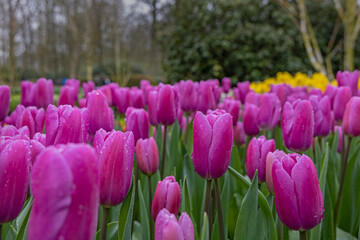 Keukenhof
