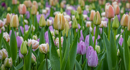 Keukenhof