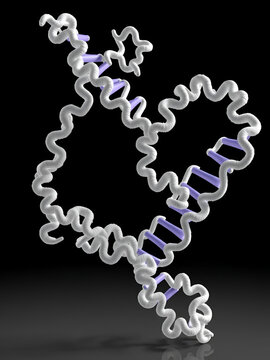 Sex-determining region Y (SRY, TDF, HMG domain) protein, bound to DNA. Protein involved in male sex determination in humans. 3D rendering based on protein data bank entry 1hry.