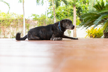 Disabled old black dog resting on a terrace