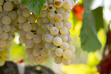 Close-up of ripe grapes on the vine in a sunny vineyard, symbolizing wine production, agriculture, and harvest season.