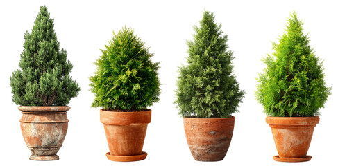 set of tree in terracotta planter isolated on transparent background