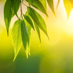 Fresh Green Leaves in Sunlight.