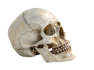 Human skull detail on black background