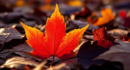 Vibrant red and orange maple leaf on a bed of fallen autumn leaves