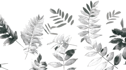 Abstract monochrome image of delicate leaves