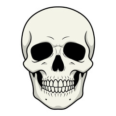 Fototapeta premium Spooky Halloween Skull Illustration Isolated on White Background for Creepy Holiday Design