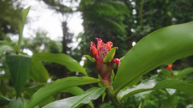 Close up footage captures the striking red inflorescence of an Indian Head Ginger Costus barbatus plant thriving amidst lush greenery in a Hawaiian botanical garden.