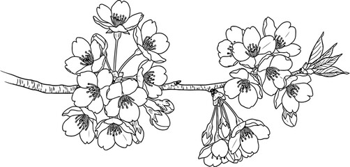 Monochrome cherry blossom branch shows flowers and budding leaves on a white background providing a delicate, simple design ideal for springtime or nature-themed decorative applications.